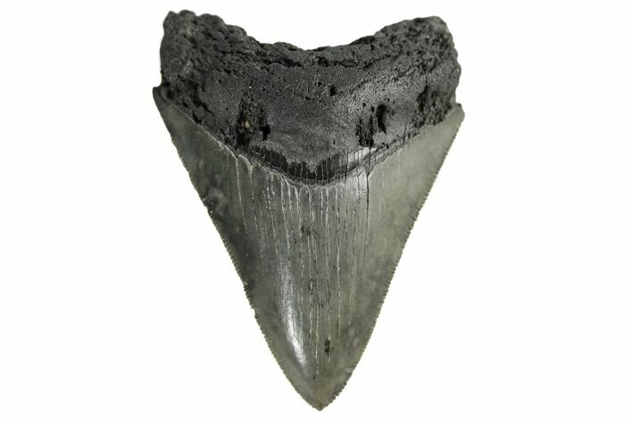 Serrated, Fossil Megalodon Tooth - South Carolina #170450